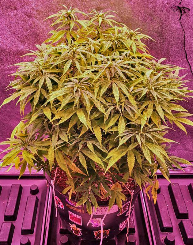 Дефицит азота конопли Цветение каннабиса