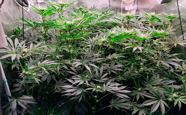 Стимуляция цветения Подготовка куста Biscotti Mintz к цветению