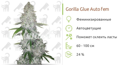 Сорт марихуаны Gorilla Glue Auto Gorilla Glue Auto от FastBuds