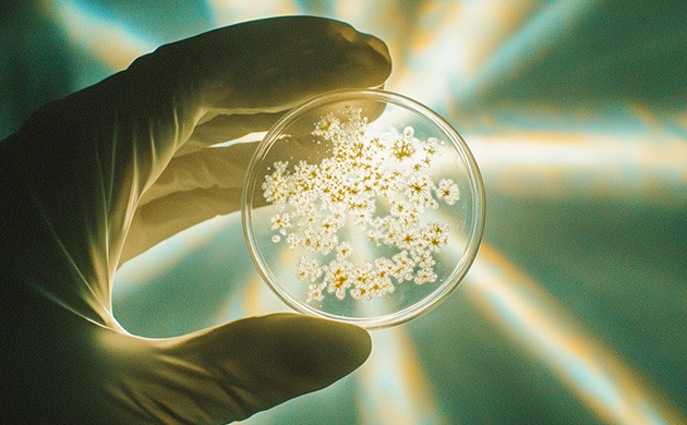 Опасность фузариозной плесени Насколько опасен фузариоз