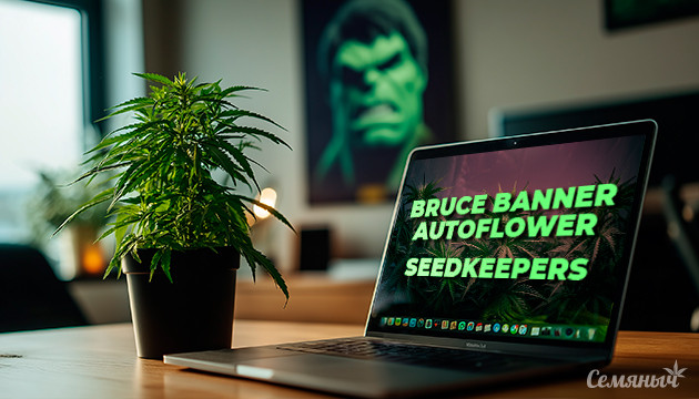 Гроурепорт сорта Bruce Banner Autoflower от Seedkeepers