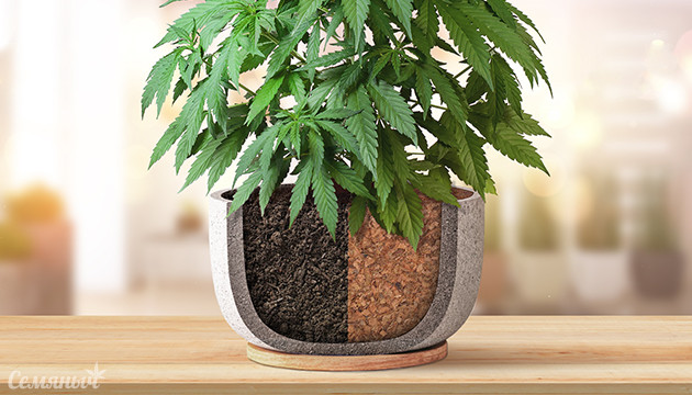 Субстрат или грунт выбрать для выращивания конопли Грунт или субстрат