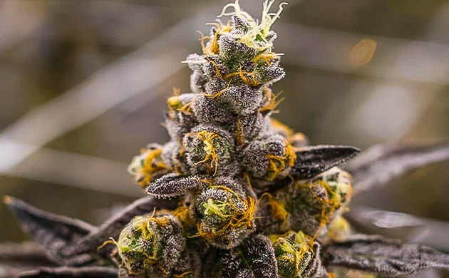 Эффект сорта Cherry Pie Особенности эффекта Cherry Pie