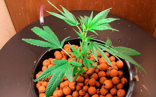 Использование керамзита для гидропоники Керамзит в качестве инертного субстрата