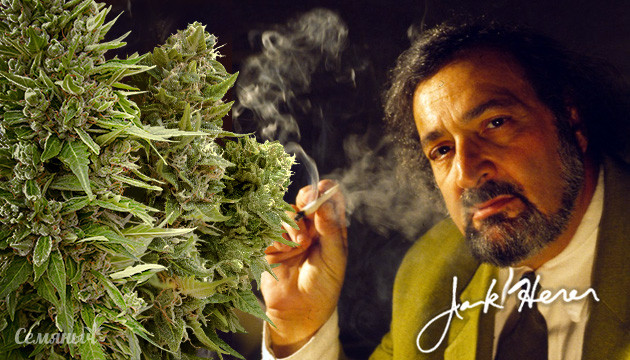Сорта марихуаны с генетикой Jack Herer Сорта конопли Jack Herer