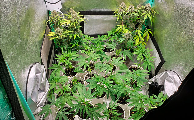 Выращивание в ограниченном в размерах пространстве Два куста в пластиковых стаканах в углах гроубокса