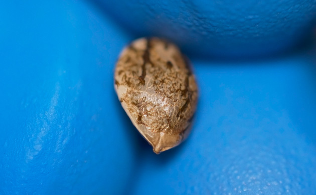 Толщина оболочки: защита и прорастание Роль оболочки семян конопли