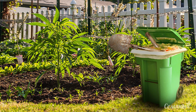 Культивация конопли без перекопки Культивация конопли без подготовки грядки