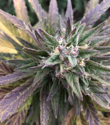 Начало формирования соцветий Соцветие со стигмами и трихомами