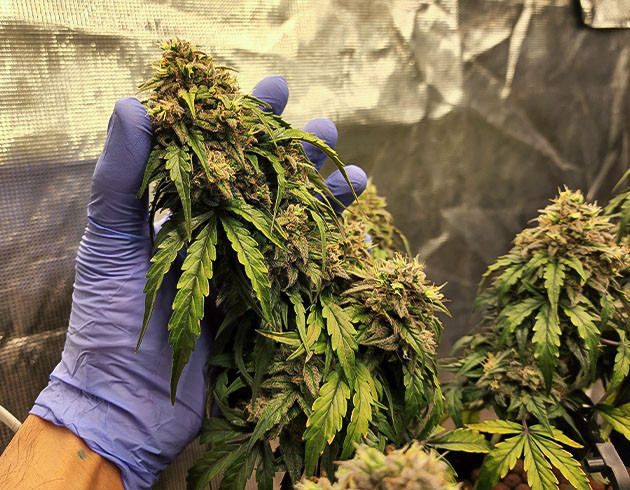 Развитие куста на 10 неделе Соцветие CBD Auto 20:1 на 10 неделе выращивания