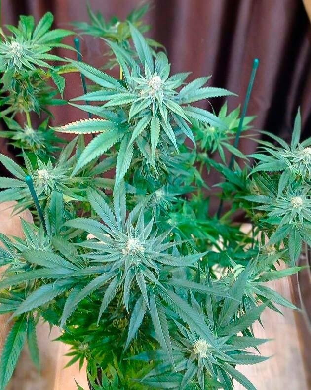 3 неделя цветения и подвязка конопли Куст Jealousy Kush от Seedkeepers ростом 140 см