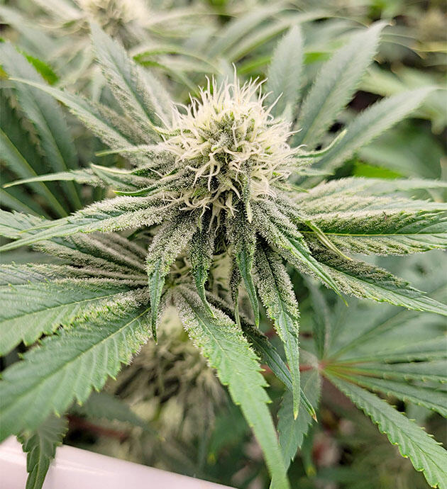 Формирование ароматного урожая конопли Каннабис на десятой неделе цветения в гроубоксе