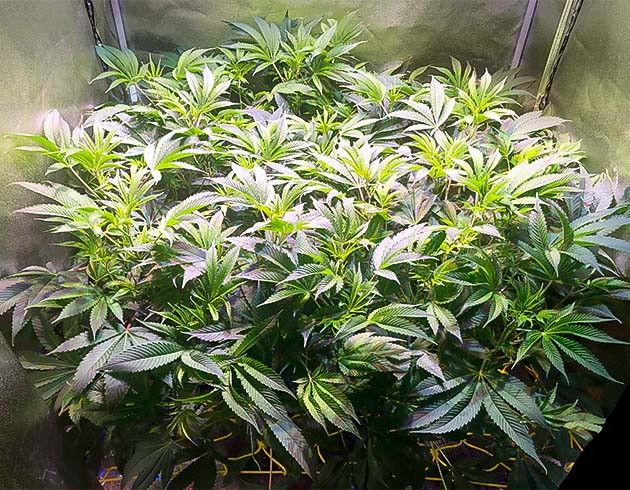 Цветение марихуаны Green Crack 2.0 ростом 60 см