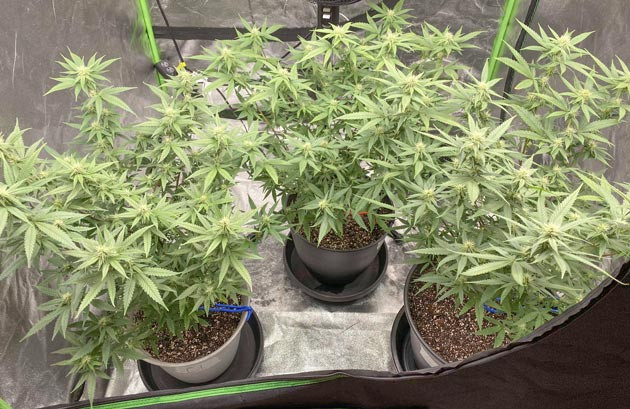 Завершение серии Blueberry Muffin Blueberry Muffin: повышение уровня питания