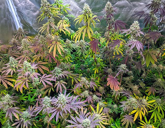 Картина художника Notorious THC Подготовка к сбору урожая