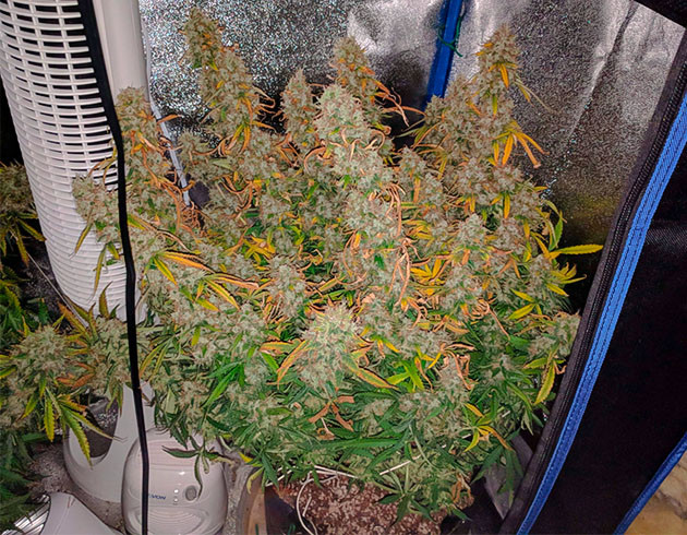 Куст конопли перед харвестом Каннабис оранжевыми листьями и большими соцветиями