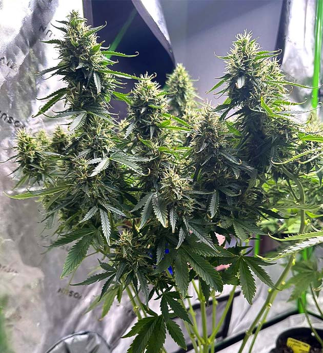 Возврат в старую палатку Проблемы с освещением