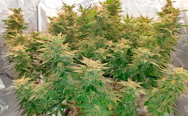 Девятнадцатая неделя выращивания Куст перед сбором урожая