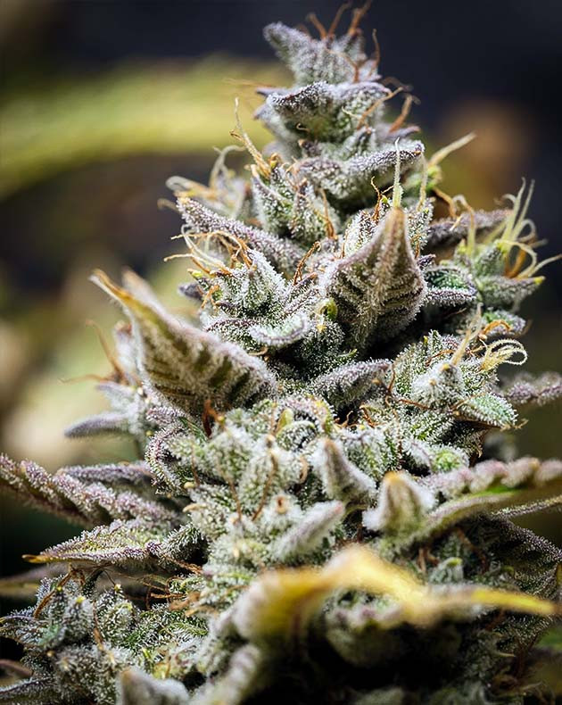 Харвест конопли на 14 неделе Соцветие усыпанное трихомами и оранжевыми стигмами