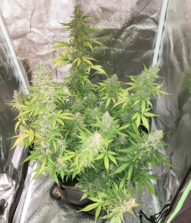 Удаление Simplex Solid из питания Возвращение калмага для куста Pink Rozay Auto