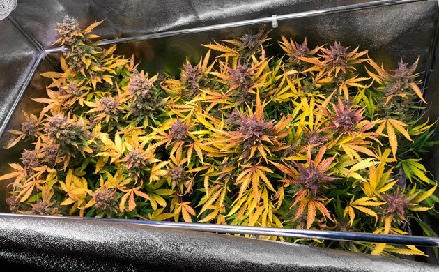 Промывка конопли перед харвестом Созревшие кусты марихуаны Six Shooter Auto