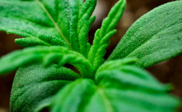 Вегетация конопли Листья ростка