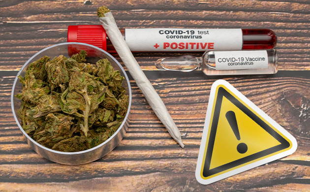 Использование каннабиса в период пандемии Опасность марихуаны во время COVID-19