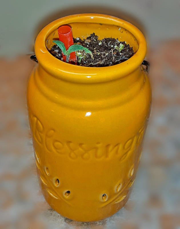 Проращивание семени и удобрения Росток Sour Diesel Auto от сидбанка Herbies Seeds