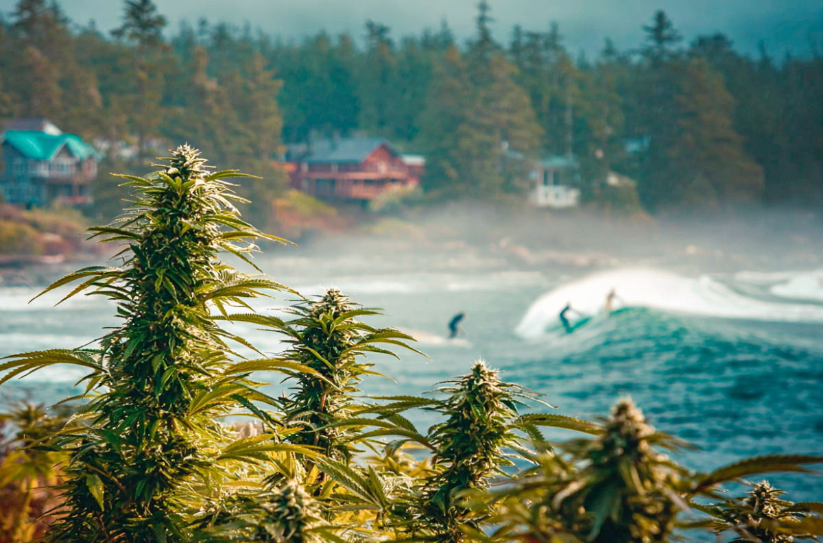 Легализация марихуаны в Британской Колумбии Британская Колумбия, Канада. Где природа и каннабис живут в гармонии