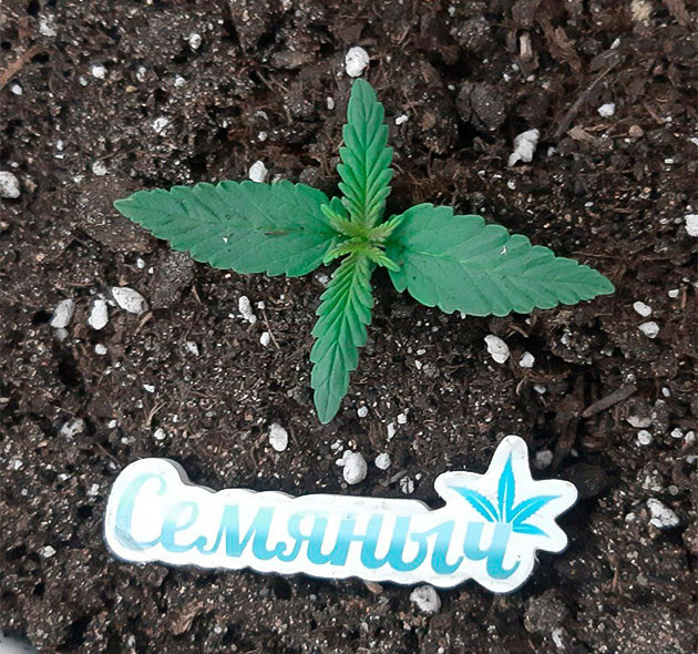 Корректировка расстояния лампы до верхушки Glue Sherbet Glue Sherbet дневник по выращиванию