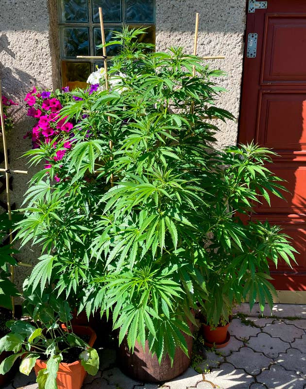 Тренировка куста Bruce Banner #3 Тренировка растения Bruce Banner #3