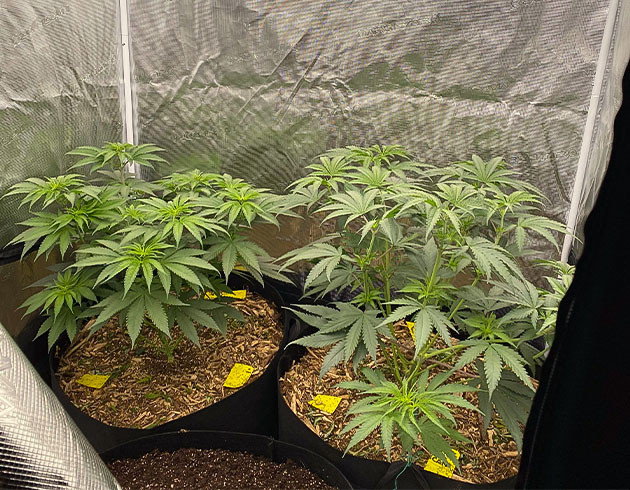 Подготовка с цветению King's Juice от Green House Seeds Новый бокс и свет