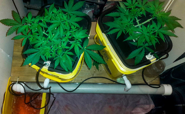 Кусты на стадии вегетации Кусты ростом 15 см