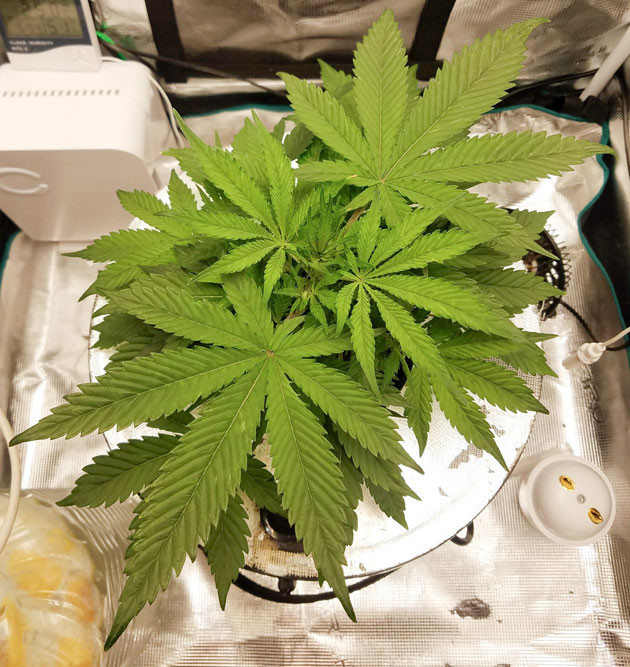 Удаление пораженных листьев Bruce Banner Auto Победа над насекомыми Bruce Banner Auto