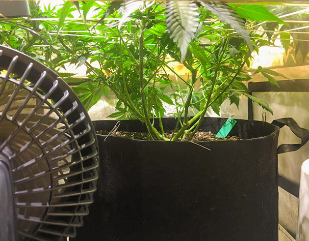 Дефолиация куста на 11 неделе роста Обрезка листьев конопли