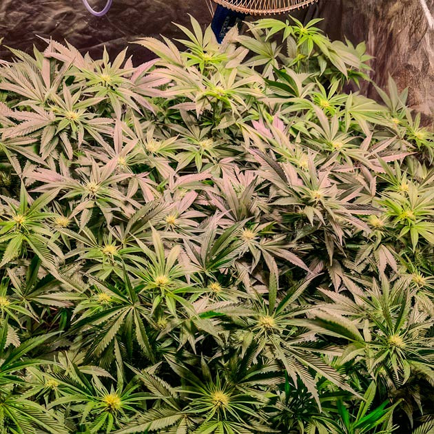 Набор массы соцветий Green Crack 2.0 Green Crack 2.0: активное формирование соцветий