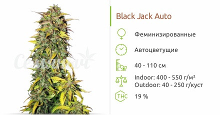 Сорт конопли Black Jack Auto Black Jack Auto от Sweet Seeds