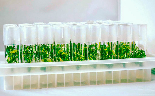 Культура тканей решает проблемы ограниченного пространства Эффективность использования пространства