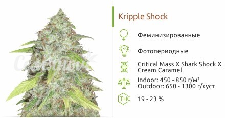 Сорт конопли Kripple Shock Kripple Shock fem от Dr. Krippling Seeds