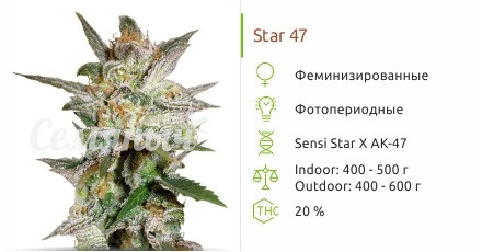 Сорт марихуаны Star 47 Star 47 от World of Seeds