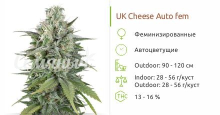Сорт конопли UK Cheese Auto UK Cheese Auto fem (Humboldt Seeds)