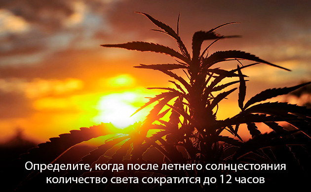 Расчет продолжительности цветения и времени харвеста Сативы: не подходят для российского климата