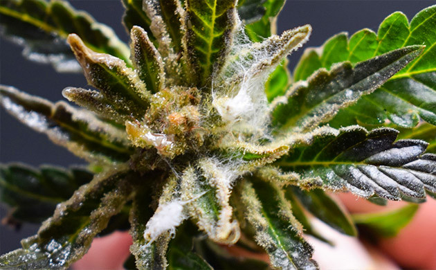 Поражение белой гнилью Белая гниль на кусте конопли