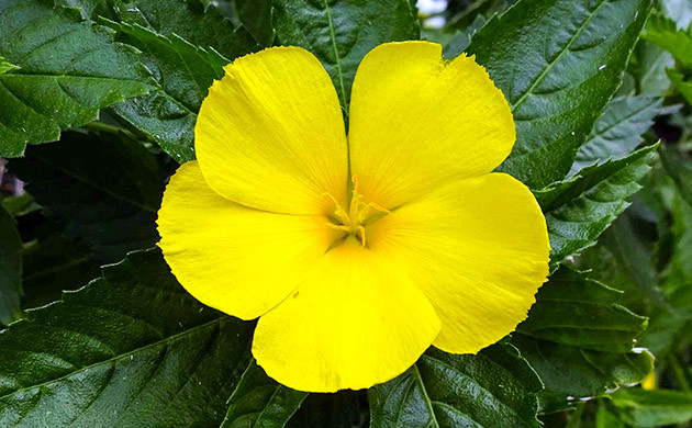 Растительный афродизиак диамана Желтый цветок с пятью лепесками