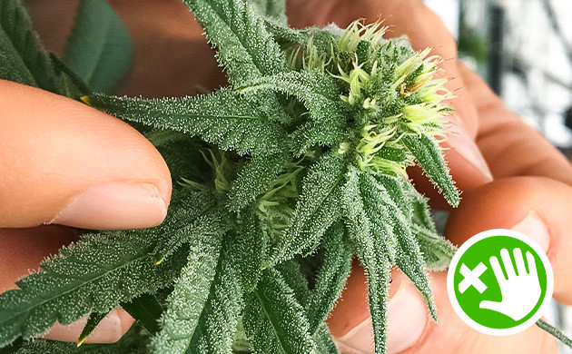 Предотвращение контакта с почками для увеличения количества трихом в каннабисе Минимизация контакта с почками для увеличения количества трихом в каннабисе