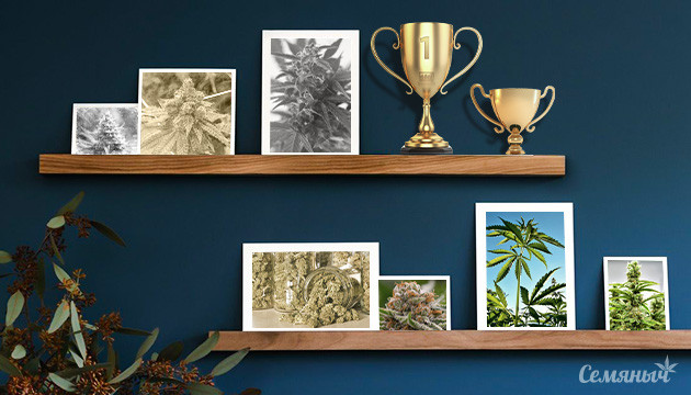 Краткая история легендарных генетик конопли история легендарных генетик марихуаны