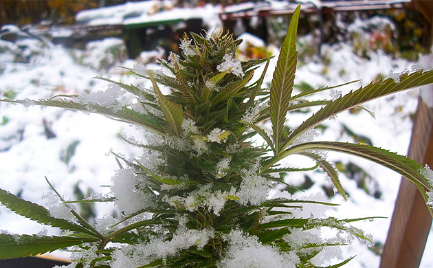 Температурный стресс растений каннабиса Температурный стресс растений конопли