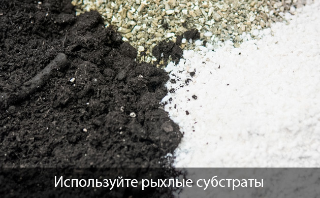 Дефицита калия из-за плохой аэрации почвы Причины дефицита калия у марихуаны