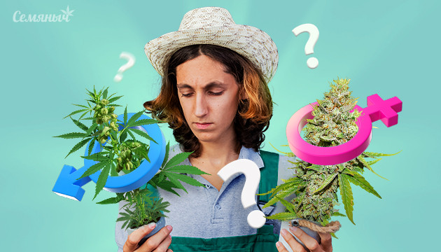 Как определить пол конопли Пол растения конопли