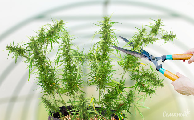 Изменение кроны куста Формирование кроны каннабиса